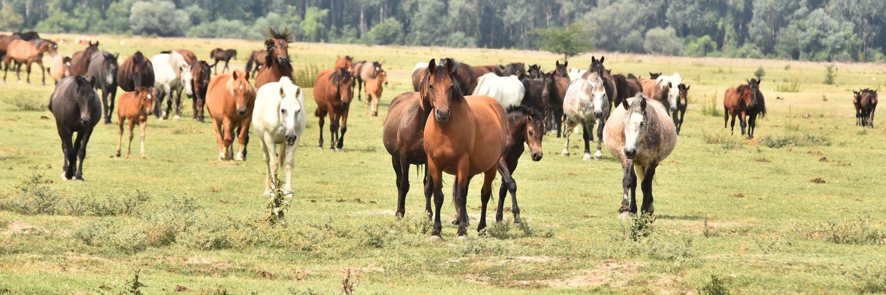 krcedinska ada, dunav, indjija