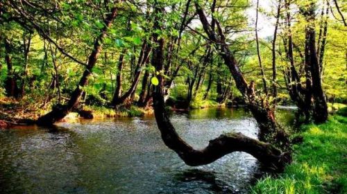 reka pek, kucevo