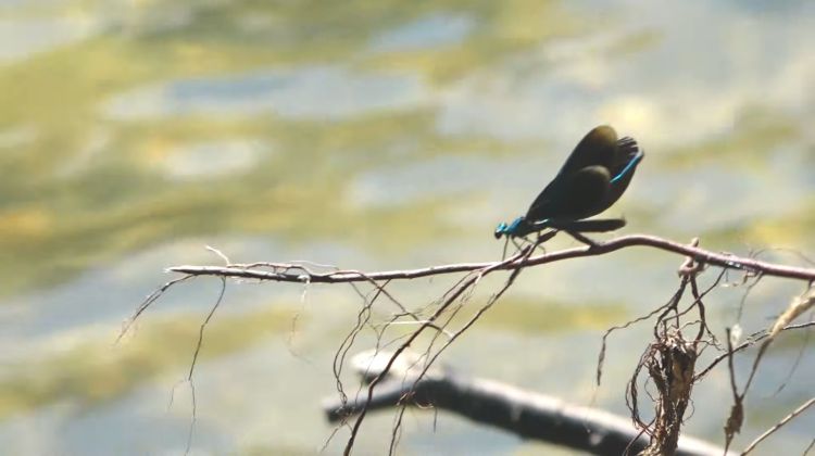 reka, gradac, valjevo