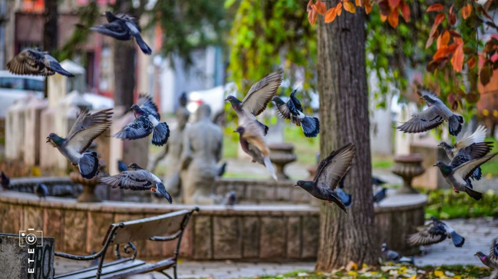 spomen park, knjazevac
