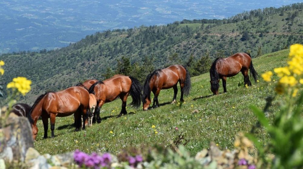 planina stolovi, kraljevo