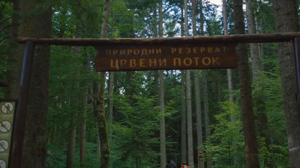 tepih livada, crveni potok, planina tara