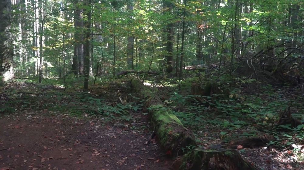 tepih livada, crveni potok, planina tara