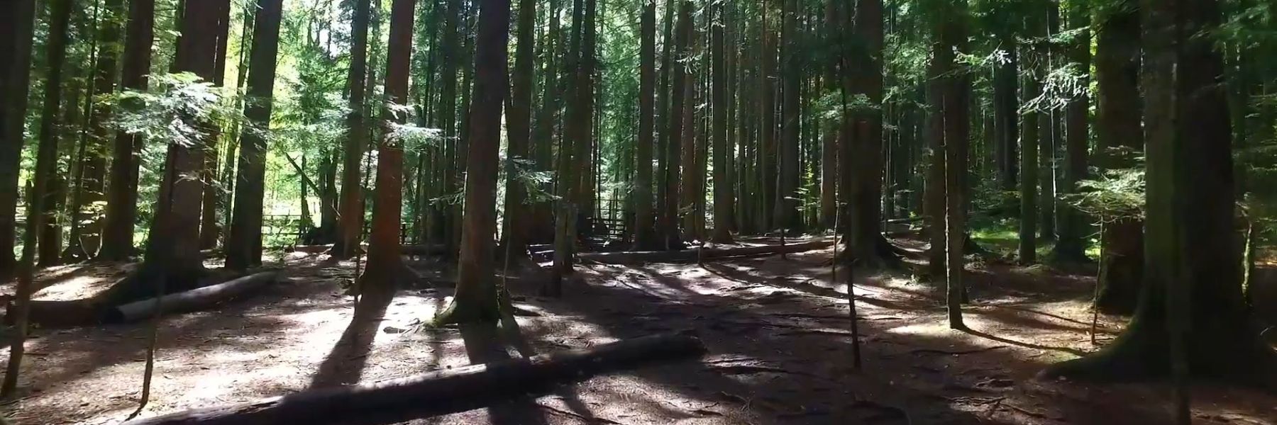tepih livada, crveni potok, planina tara
