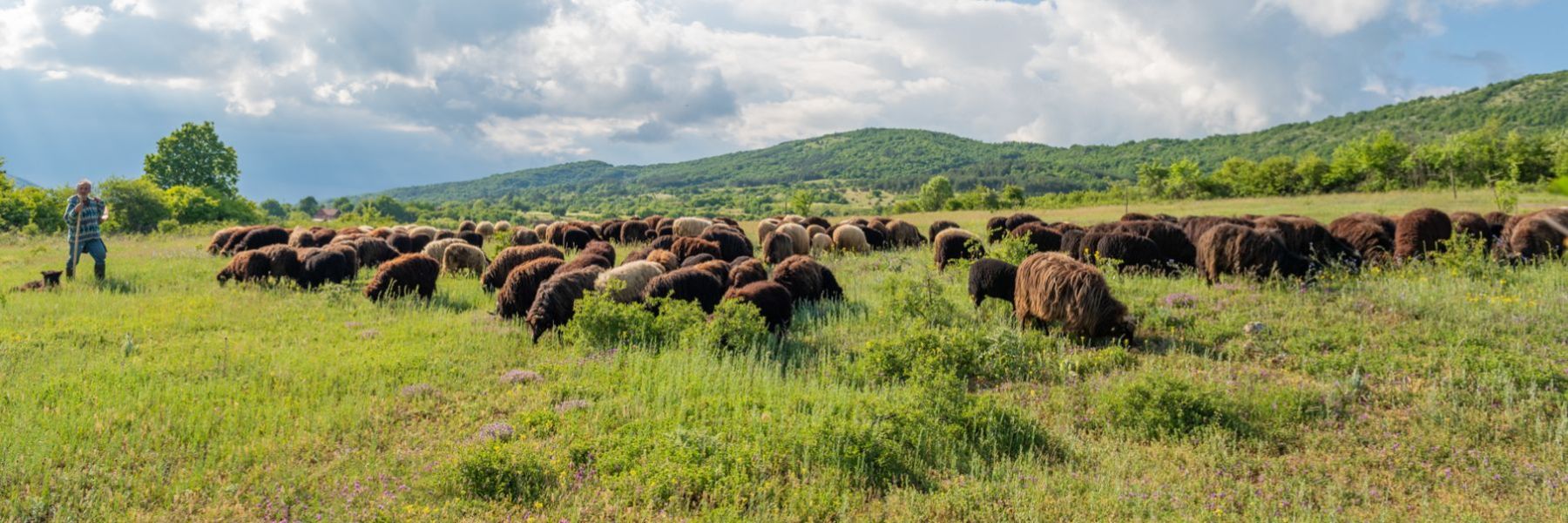 stara planina, dimitrovgrad