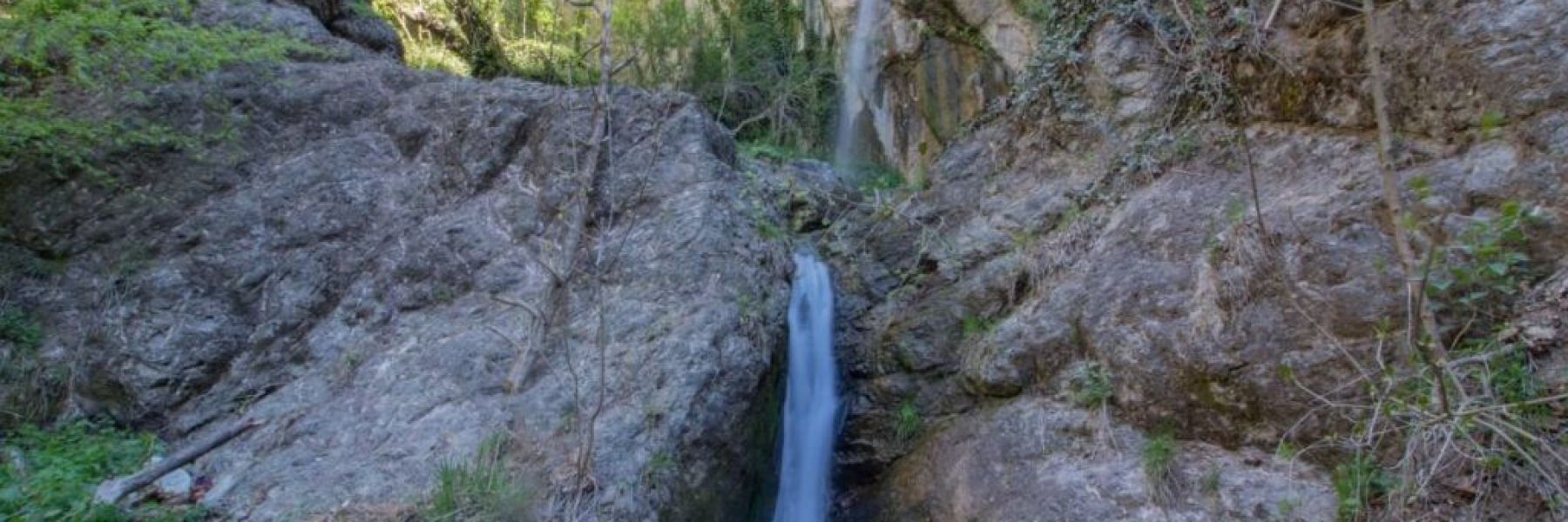 borovsko ripalo, dimitrovgrad