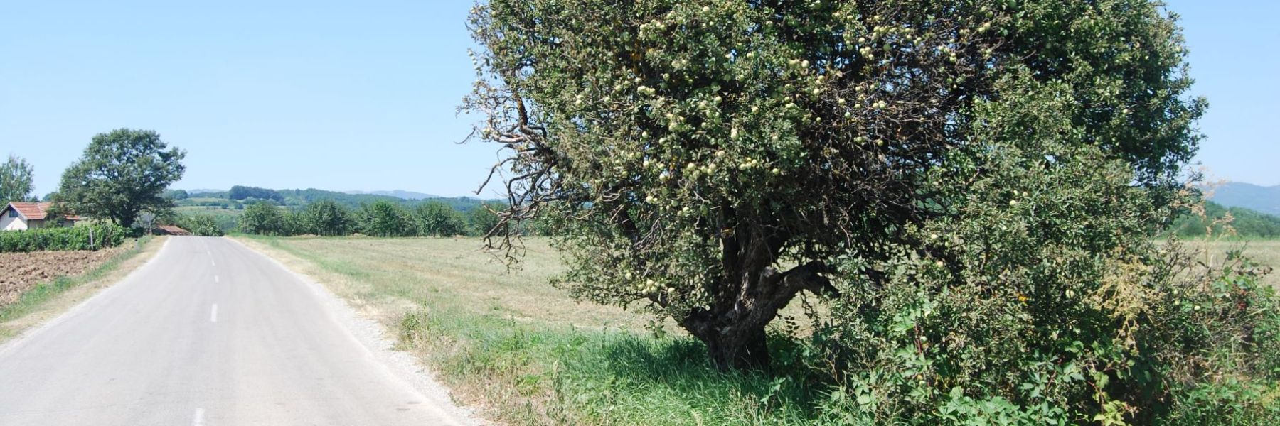 gumeno drvo, rekovac, levac