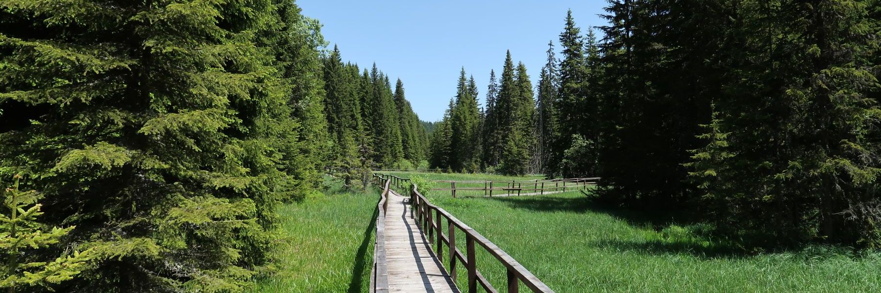 jankove bare, kopaonik
