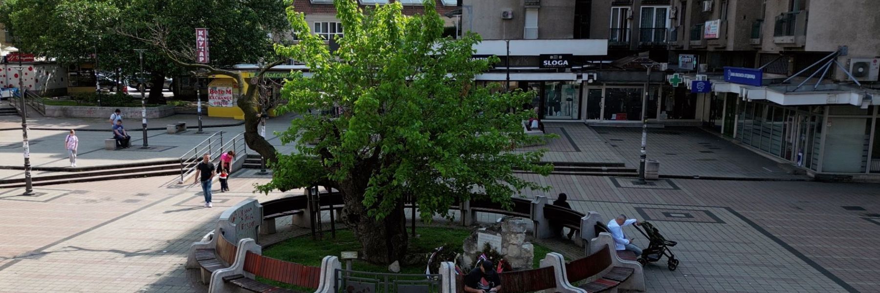 karadjordjev dud, smederevo