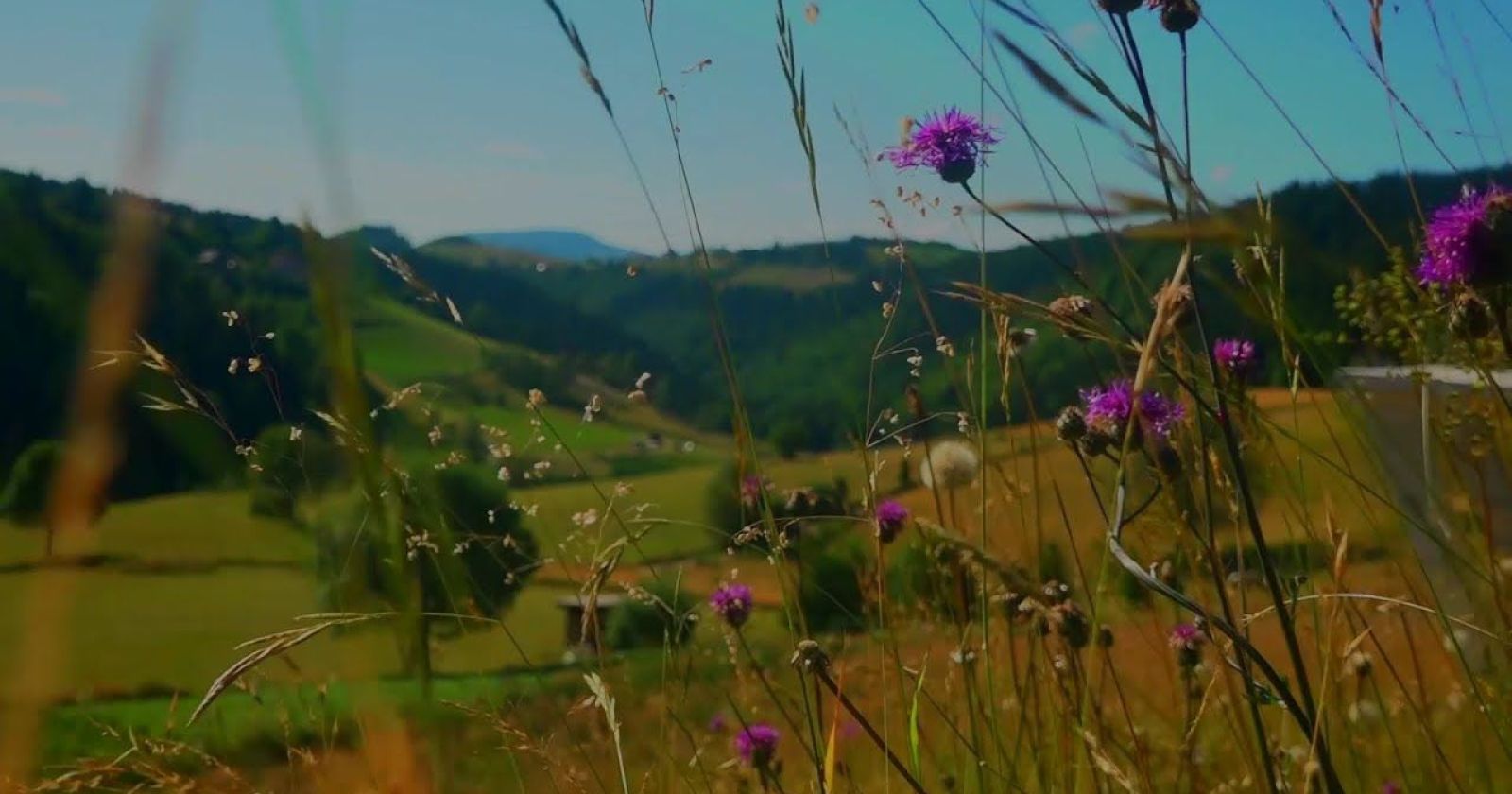 Zlatar leto, Zlatarfest 2023