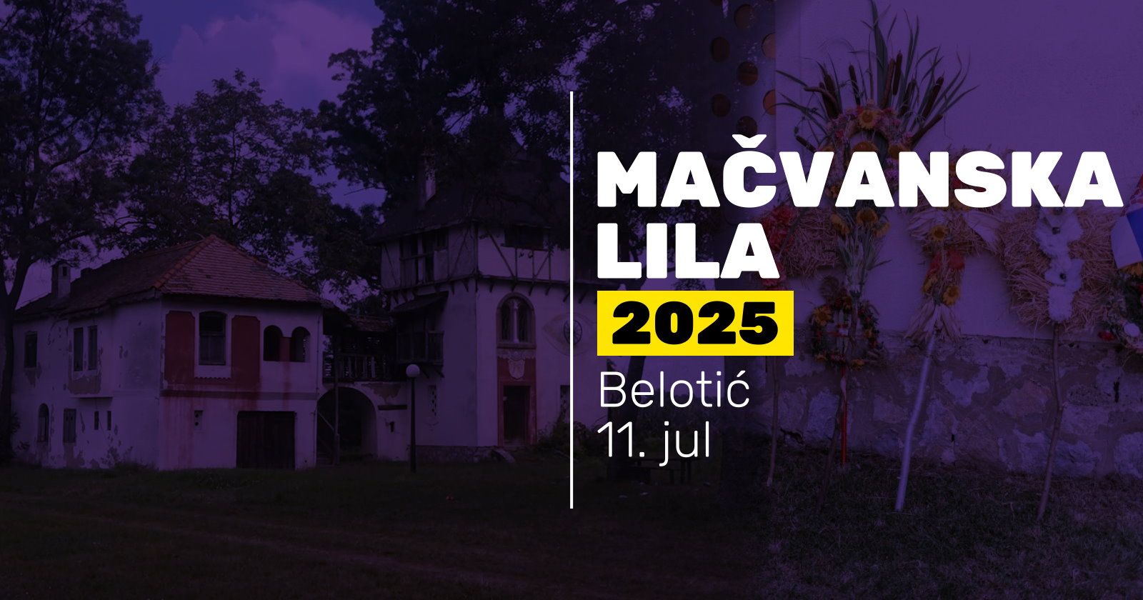 macvanska lila, belotic