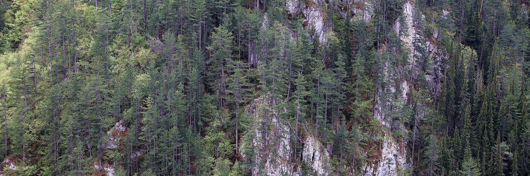 zaovine, panciceva omorika, tara